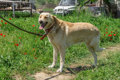 Dog standing on field