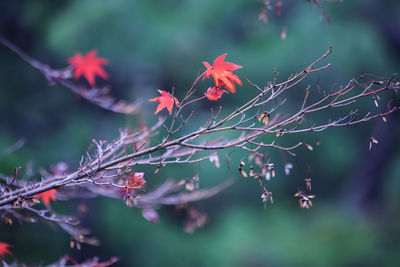 Close-up of plants against blurred background