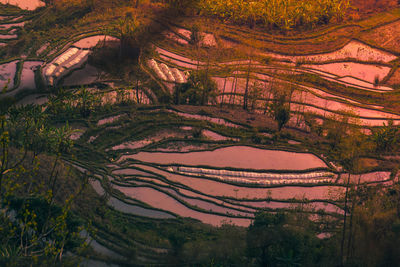 High angle view of trees growing in field