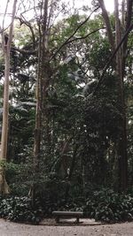 Trees growing in forest