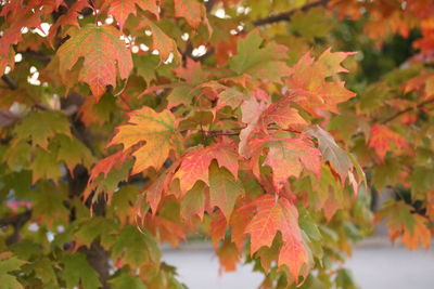 Maple leaves on tree