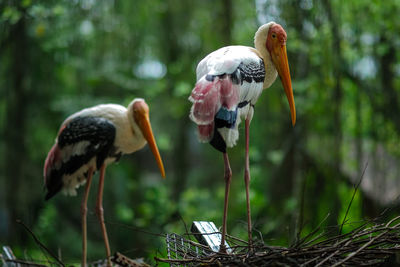 Close-up of birds perching on a land