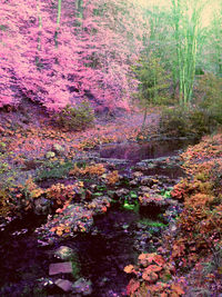 Trees in forest during autumn