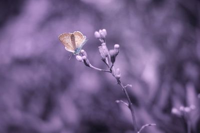 Close-up of wilted flower