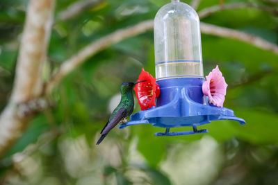 Close-up of bird feeder