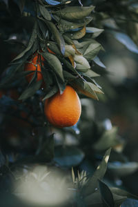 Close-up of orange fruits on growing on tree