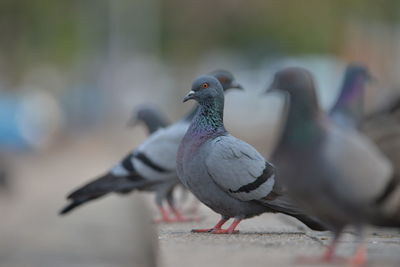 Close-up of bird perching outdoors