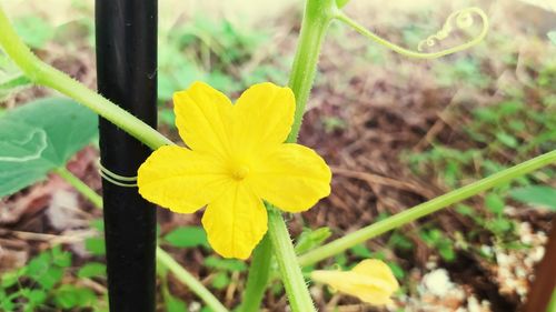 Close-up of yellow flowering plant