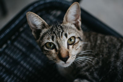 Close-up portrait of tabby cat