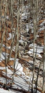Close-up of frozen bare trees in winter