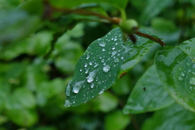 Close-up of water drops on leaf