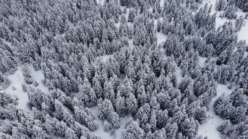 Snow covered pine trees in forest