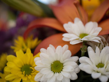 Close-up of white daisy flowers