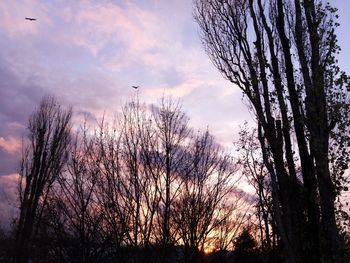 Silhouette bare trees against sky during sunset