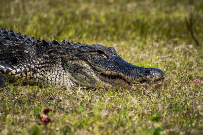 American alligator on field