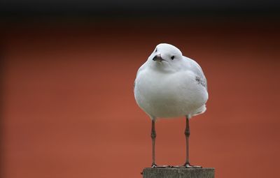 Close-up of seagull perching on a metal