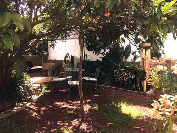 View of trees in yard