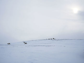 Scenic view of frozen sea against sky