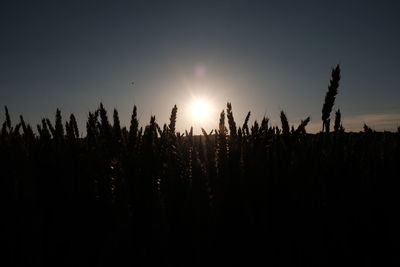 Silhouette plants against sky during sunset