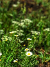 Close-up of white flowering plants