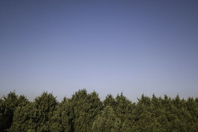 Low angle view of trees against clear sky