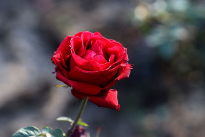 Close-up of red rose