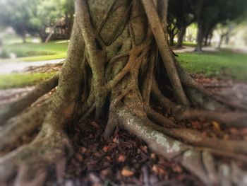 Close-up of tree roots on field