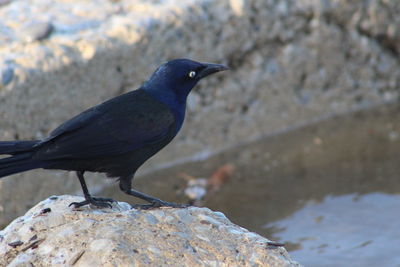 Close-up of bird perching on rock