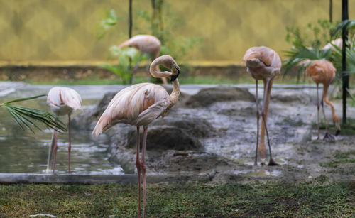 View of birds in lake