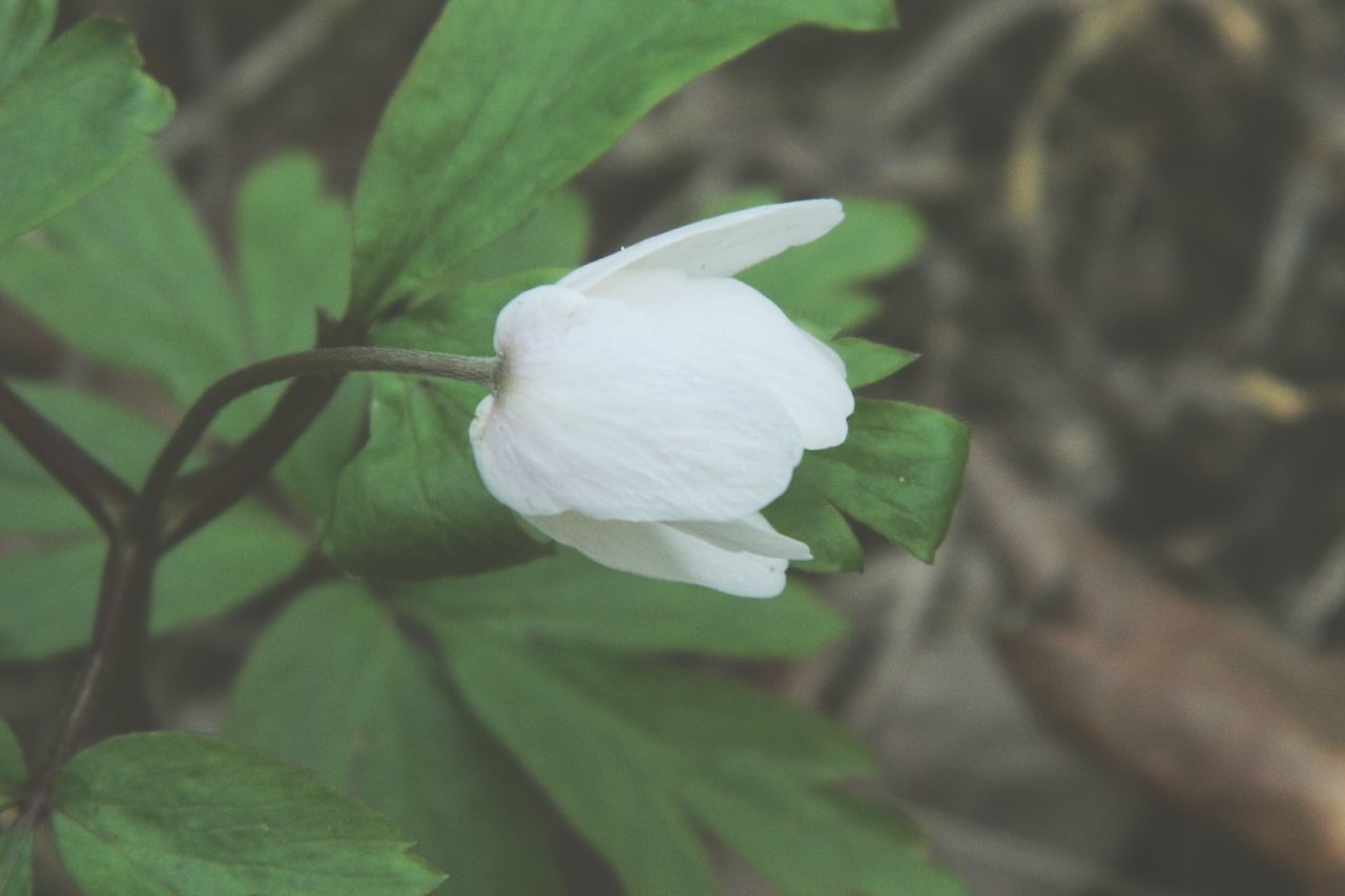 flower, petal, freshness, growth, flower head, fragility, close-up, beauty in nature, leaf, focus on foreground, single flower, white color, nature, plant, blooming, in bloom, outdoors, day, selective focus, blossom