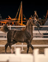 Side view of a horse in ranch
