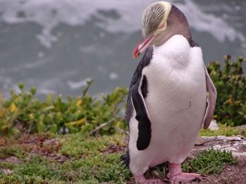 Close-up of pelican perching on field