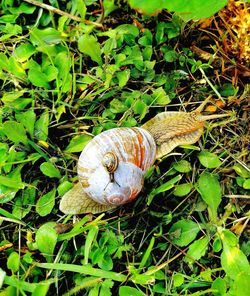 Close-up of snail on ground