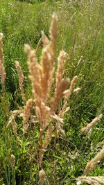 Close-up of plants growing on field