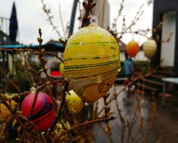 Close-up of fruits growing on plant