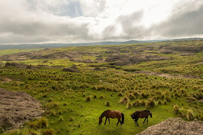 Horses grazing in a field