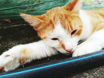 Close-up portrait of ginger cat