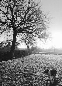 Bare trees on field