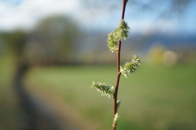Close-up of flowering plant