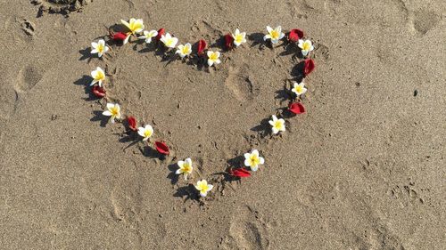 High angle view of multi colored flowers on sand