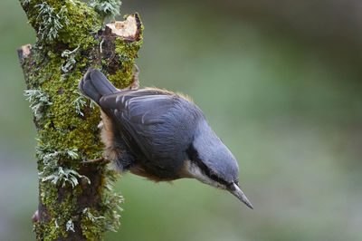 Nuthatch on moss covered branch