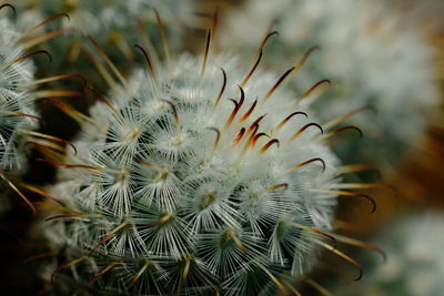 Close-up of cactus plant
