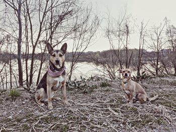 Portrait of dogs sitting on bare trees