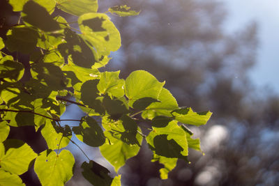 Close-up of leaves on plant against sky
