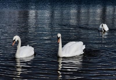 Swans swimming on lake