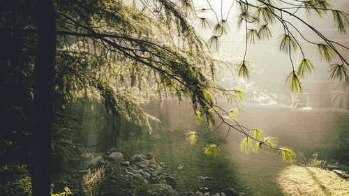 Scenic view of lake in forest