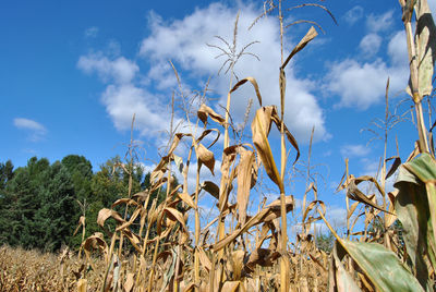 Low angle view of plants growing on field against sky