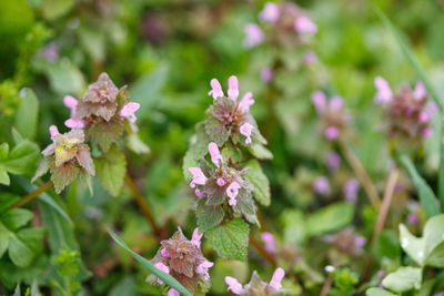 Close-up of pink flowering plant