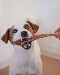 Close-up of hand holding dog