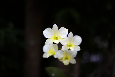 Close-up of white flowering plant
